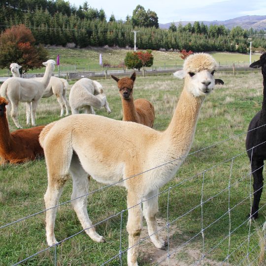 Alpaca farm
